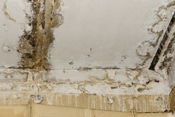 Best Flood Damage  in Manville, NJ