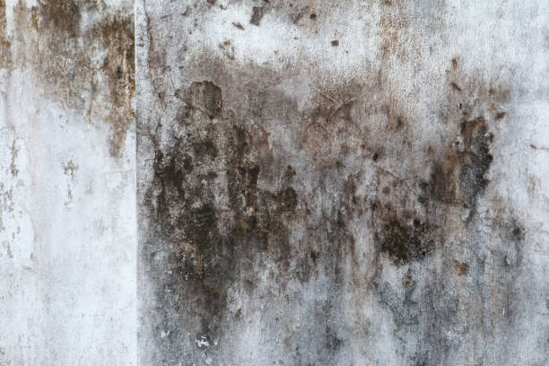 Best Mold Removal for HVAC Installations  in Manville, NJ