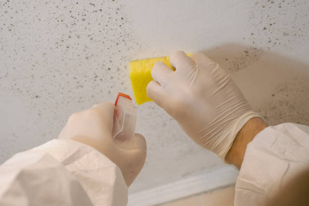 Best Commercial Mold Inspection  in Manville, NJ