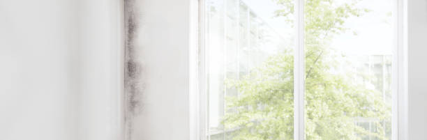 Best Water Damage & Mold Remediation  in Manville, NJ