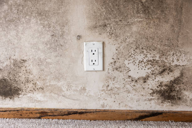 Best Biohazard Mold Removal  in Manville, NJ