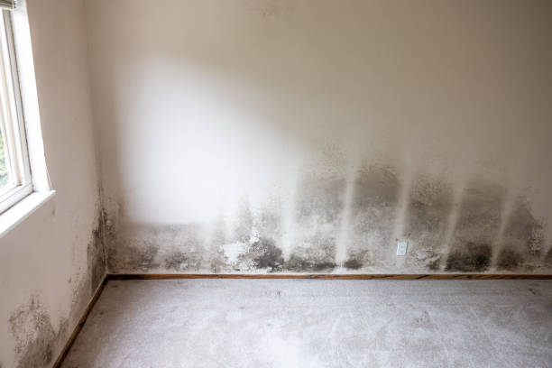 Best Attic Mold Removal  in Manville, NJ