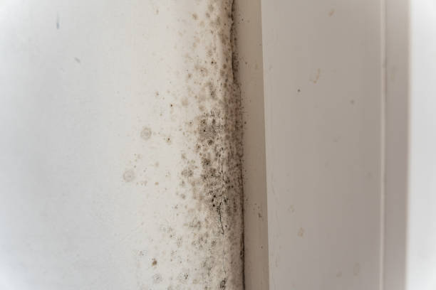 Best Forensic Mold Investigation  in Manville, NJ